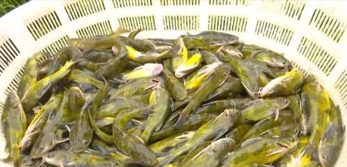 洪水過(guò)后，畜牧漁業(yè)生產(chǎn)自救指南——飼料安全與使用要點(diǎn)