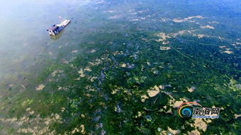 海口灣出現大面積海藻，檢測機構已取樣進行檢測